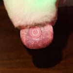 LED Lama Knuffel 35 cm Nachtlampen