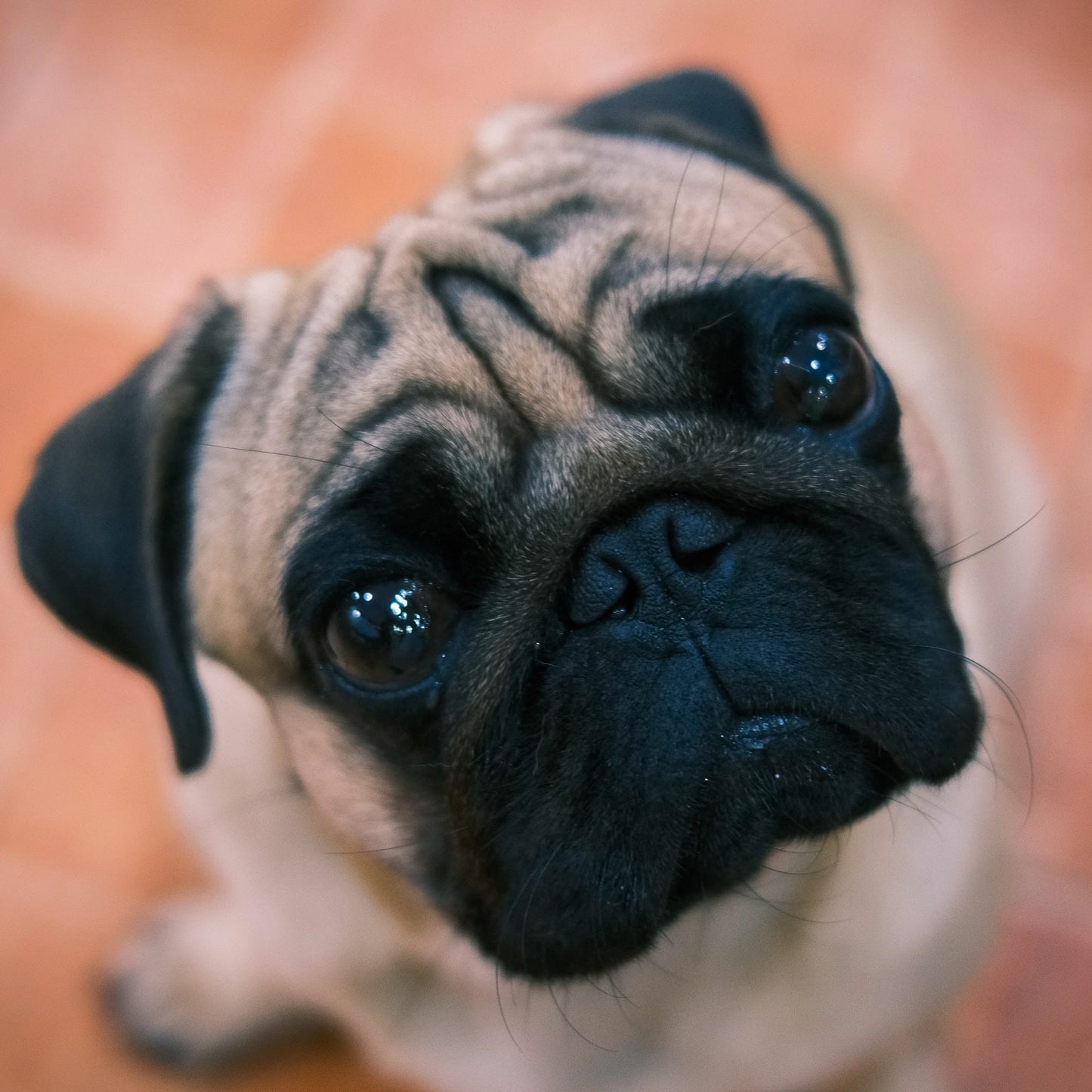 Mini Opvouwbare Schattig Hondje LED Nachtlampje 13 x 12 cm Nachtlampen