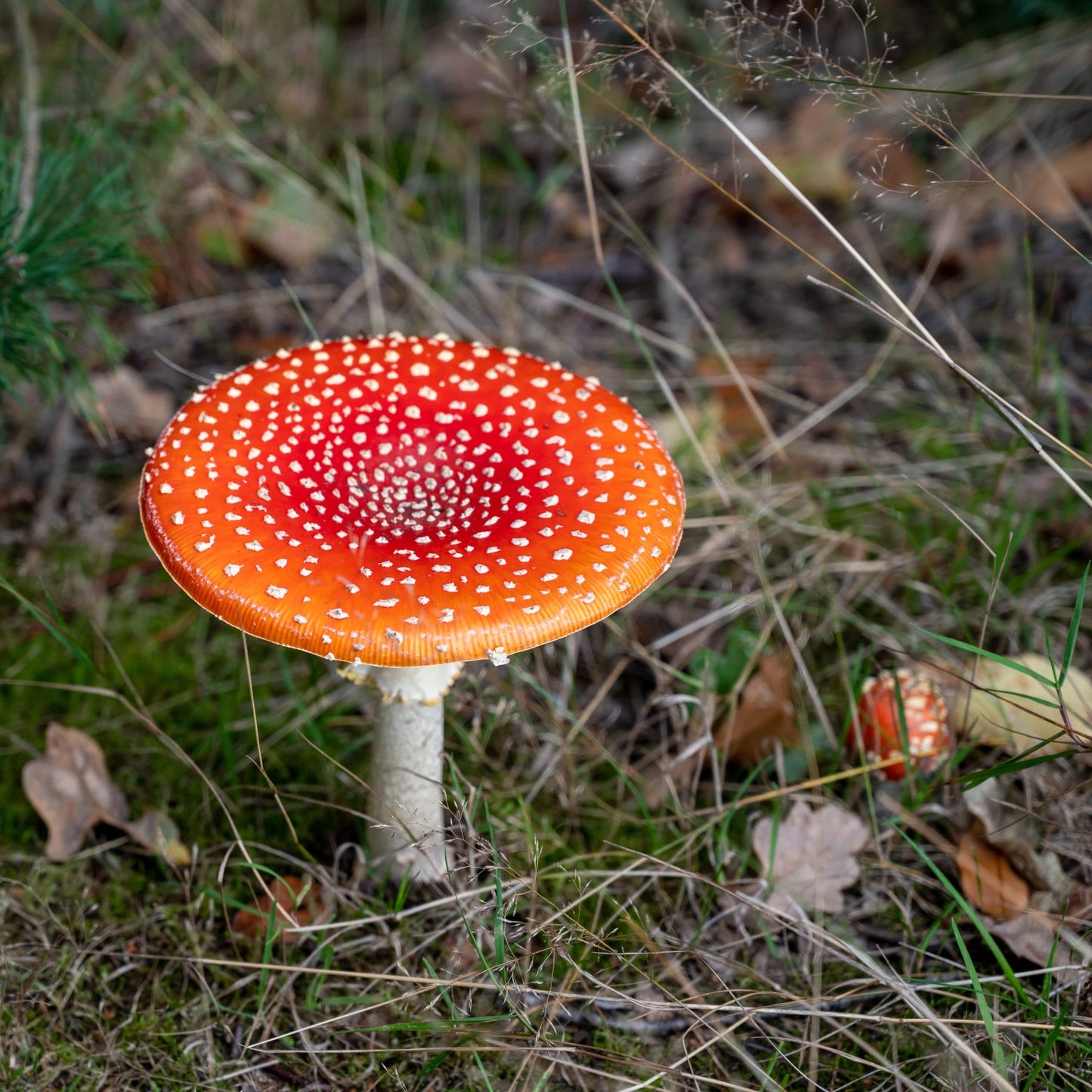 Paddenstoel LED Sterrenhemel Nachtlampen