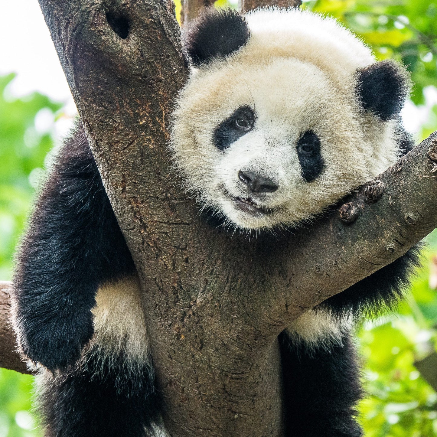 Panda Nachtlampje voor Kinderkamer LED Wanddecoratie Nachtlampen