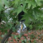Peervormig Nachtlampje 18 cm Nachtlampen