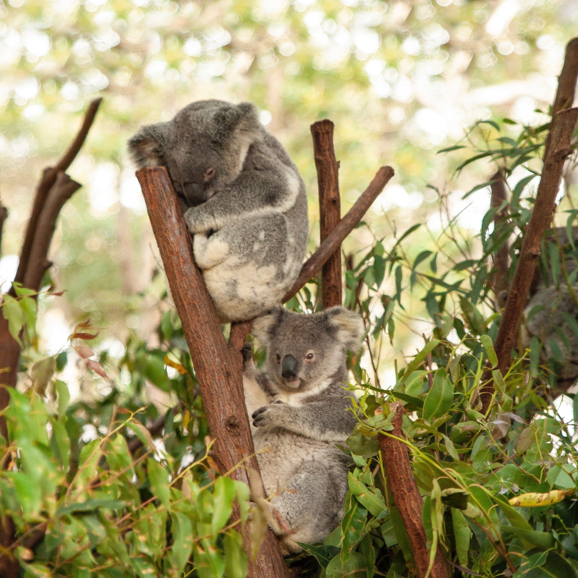 Siliconen Koala Nachtlampje 15,5 cm Nachtlampen